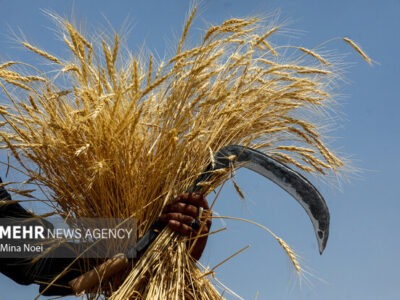 سهرابی: موجودی گندم استان خراسان رضوی «اطمینان‌بخش» است
