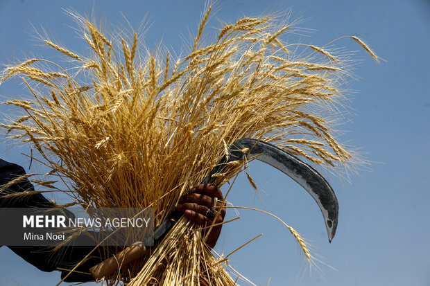سهرابی: موجودی گندم استان خراسان رضوی «اطمینانبخش» است