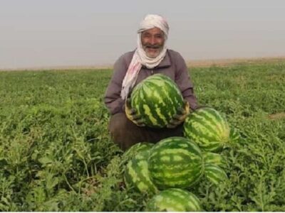 اوج‌گیری برداشت هندوانه پاییزه در جاسک