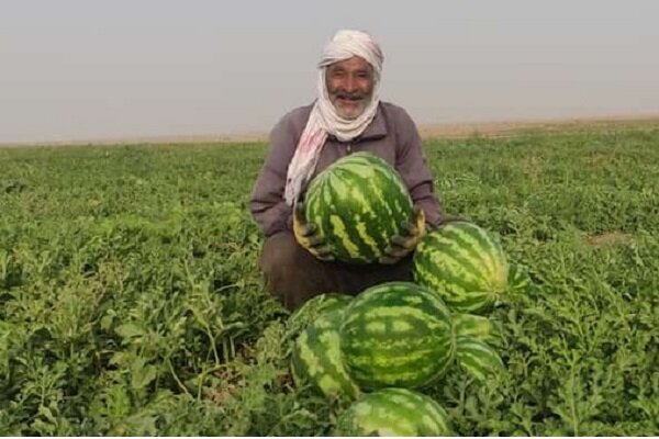 اوجگیری برداشت هندوانه پاییزه در جاسک