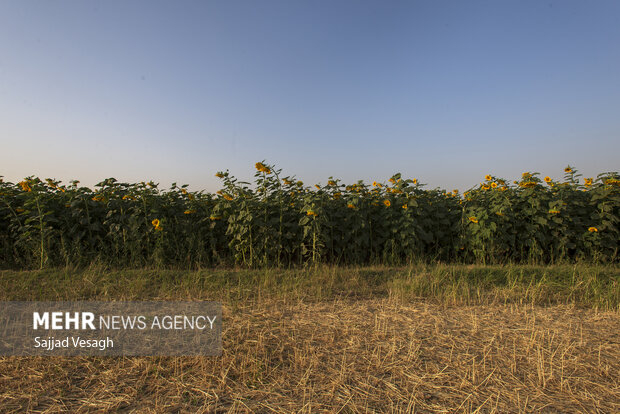 هشدار نسبت به افزایش خسارت پرندگان و ابلاغ دستور اقدام فوری در مزارع 