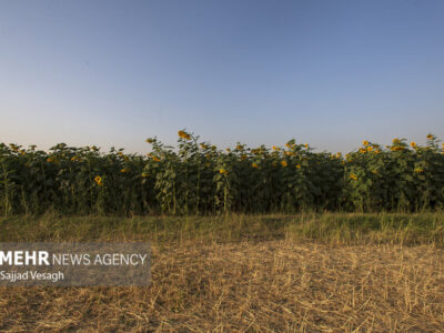 هشدار نسبت به افزایش خسارت پرندگان و ابلاغ دستور اقدام فوری در مزارع