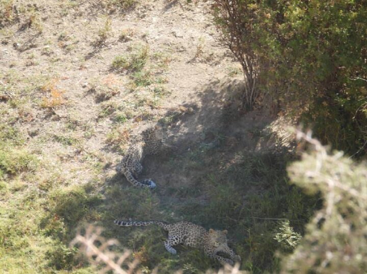 پاییزگردی پلنگ در جنگل رامسر