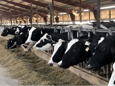 ۸۱۱ طرح پرواربندی دام در مازندران به بانک‌ معرفی شده است