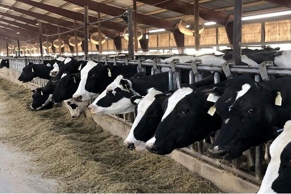 ۸۱۱ طرح پرواربندی دام در مازندران به بانک معرفی شده است