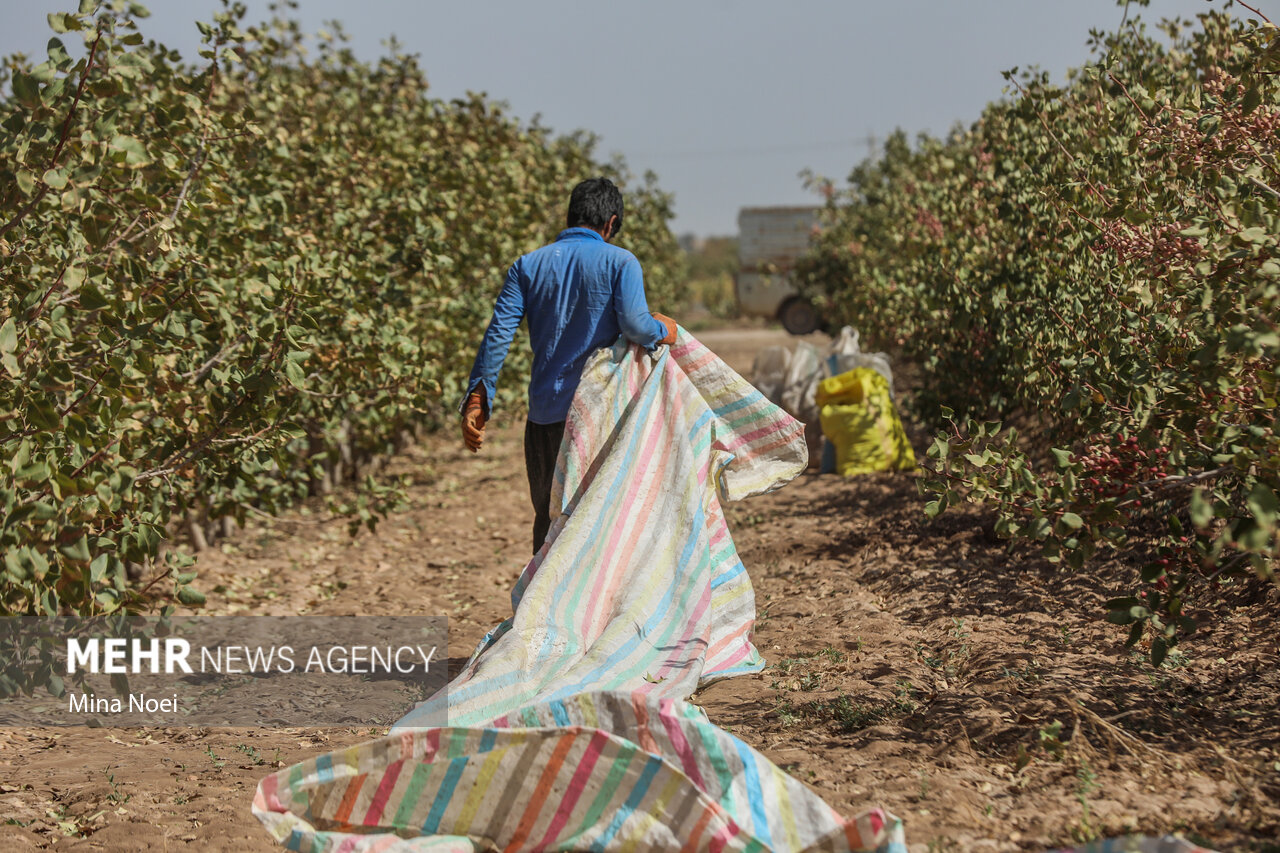 خشک شدن دریاچه ارومیه؛ از تغییر الگوی کشت تا مقاوم سازی اقتصاد کشاورزی