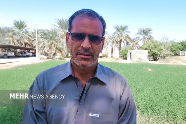 نارویی: برداشت چین سوم حنا در شهرستان دلگان انجام شد