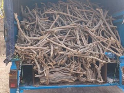 کشف ۱۱ تن چوب قاچاق در سنقروکلیایی توسط پلیس