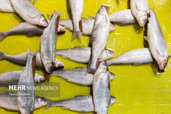 خودرو حامل ۲۰ تن ماهی قاچاق در هرمزگان توقیف شد