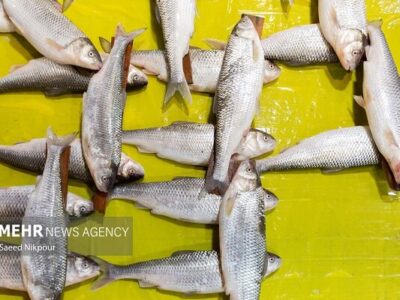 خودرو حامل ۲۰ تن ماهی قاچاق در هرمزگان توقیف شد