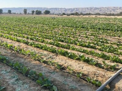 کشت تنباکو در ۱۵۰ هکتار اراضی کشاورزی شهرستان پارسیان آغاز شد