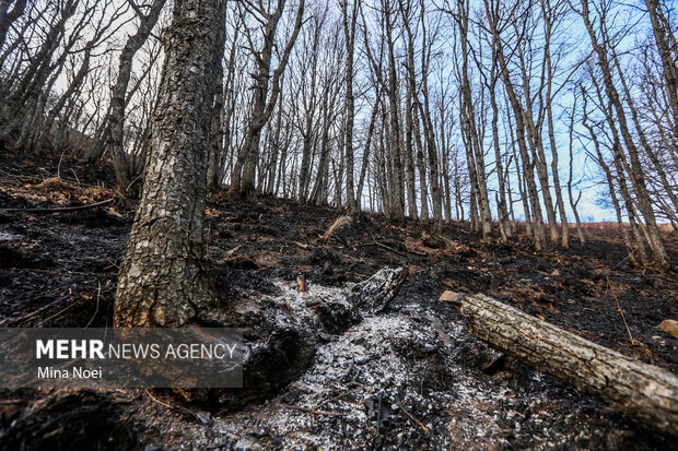 دیزمار پس از آتش