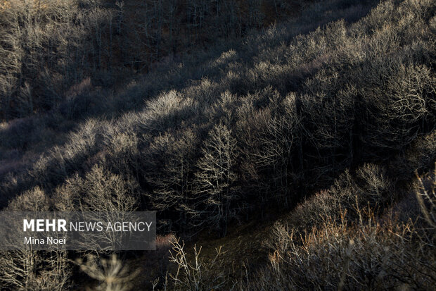 دیزمار پس از آتش