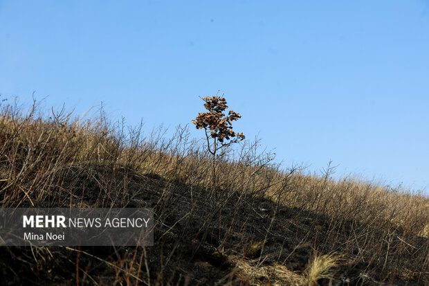 دیزمار پس از آتش