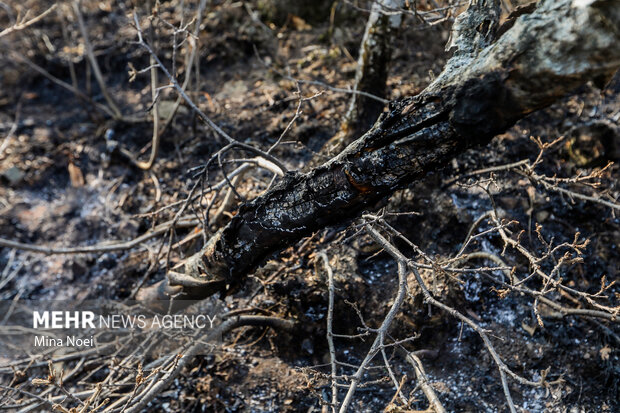 دیزمار پس از آتش