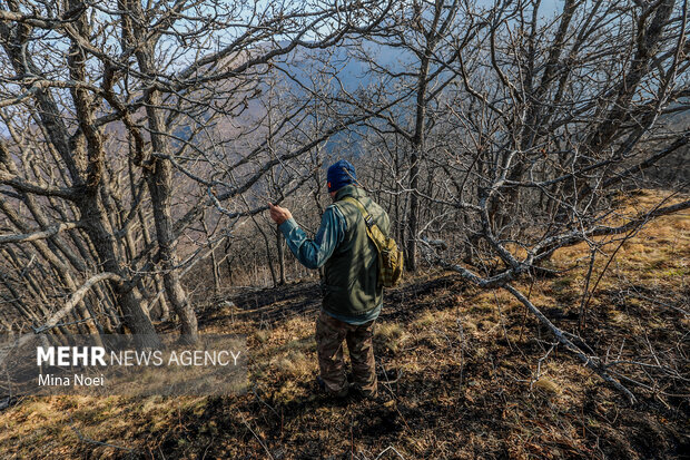 دیزمار پس از آتش