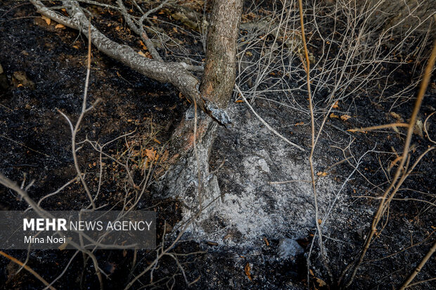 دیزمار پس از آتش