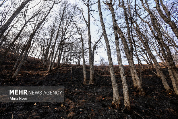 دیزمار پس از آتش