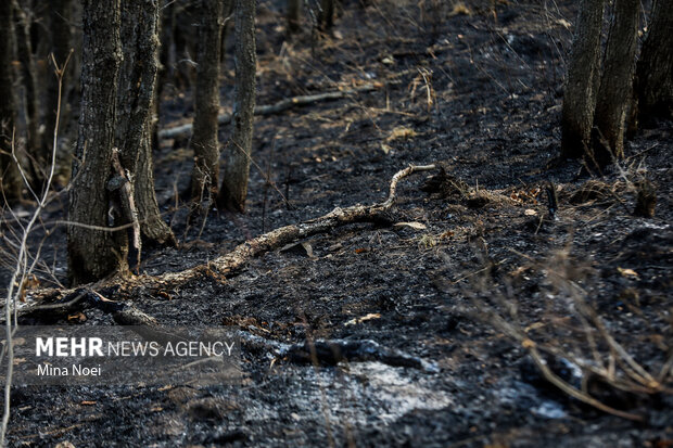 دیزمار پس از آتش