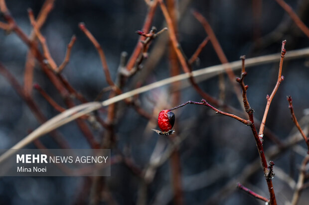 دیزمار پس از آتش