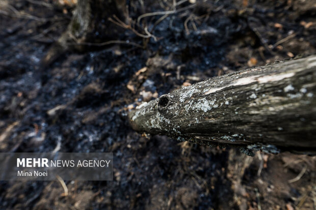 دیزمار پس از آتش