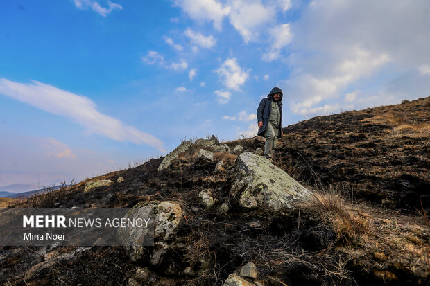 وضعیت جنگل‌های دیزمار پس از آتش‌سوزی