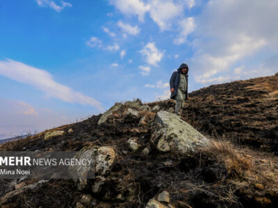 وضعیت جنگل‌های دیزمار پس از آتش‌سوزی