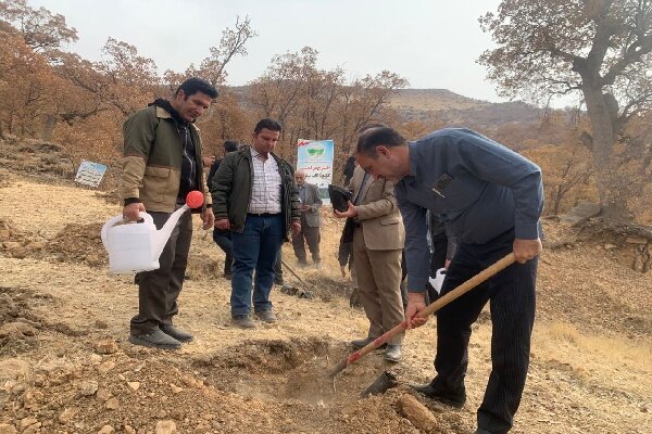 تولید ۸۰۰ هزار نهال در کهگیلویه و بویراحمد؛ کاشت نهال به نام هر بسیجی