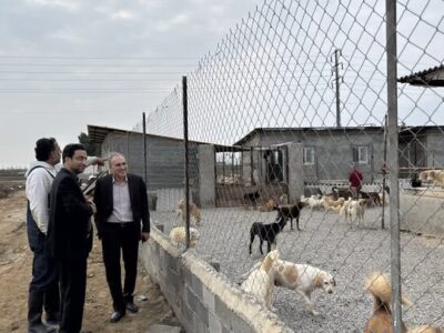 طرح جامع مدیریت سگ‌های بلاصاحب در مازندران کلید خورد