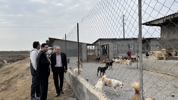 طرح جامع مدیریت سگهای بلاصاحب در مازندران کلید خورد