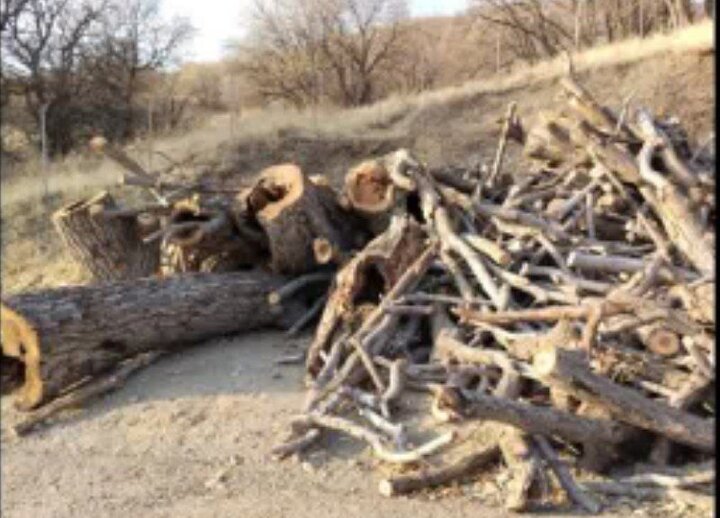 شناسایی عاملان قطع درختان گردوی کهنسال ملی در روستای «دەوسێنە» بانه