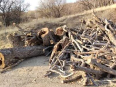 شناسایی عاملان قطع درختان گردوی کهنسال ملی در روستای «دەوسێنە» بانه