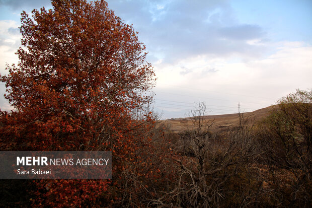 جلوه‌های برگریزان پاییزی در کرمانشاه