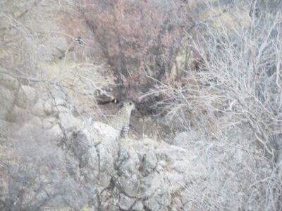 پلنگ مهمان جنگل‌های باغ شادی شهرستان خاتم در استان یزد شد