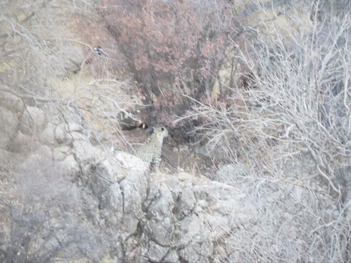 پلنگ مهمان جنگلهای باغ شادی شهرستان خاتم در استان یزد شد