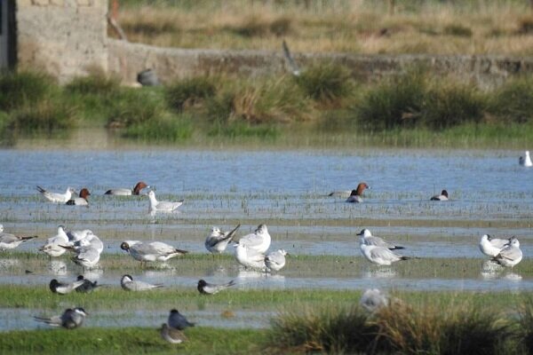 «حسنلو»؛گنجینه ای در اعماق تاریخ؛ سفر تاریخی ۸۰۰۰ ساله به ایران باستان