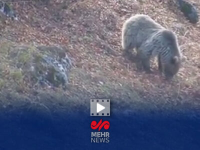 خرس قهوه‌ای مازندران آمادۀ خواب زمستانی می‌شود