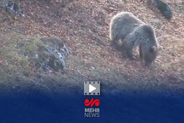 خرس قهوهای مازندران آمادۀ خواب زمستانی میشود