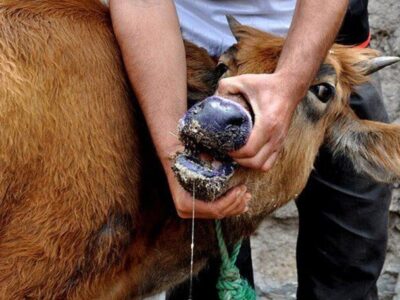 سالاری: دامداران جنوب کرمان در برابر شیوع تب برفکی هوشیار باشند